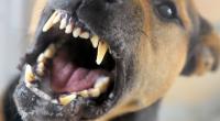 Nach einer tödlichen Hunde-Attacke auf ein vierjähriges Mädchen ist der Vierbeiner eingeschläfert worden (Symbolfoto).