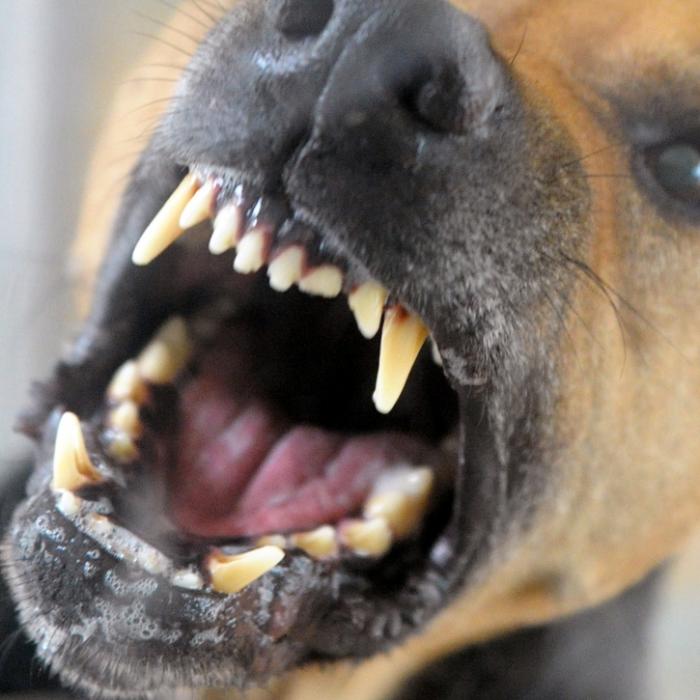 Mädchen (4) von Hund zerfleischt und getötet
