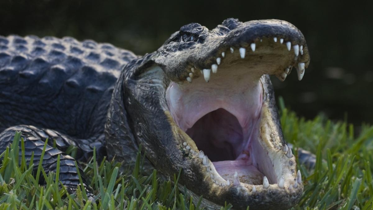 Ein Alligator hatte gegen eine 74-J&auml;hrige keine Chance. (Foto)