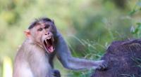 Eine aggressive Affen-Bande hat in Indien ein fünfjähriges Mädchen tödlich verletzt (Symbolbild).