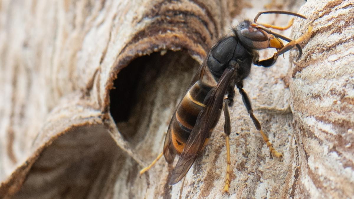 Die EU hat die Asiatische Hornisse auf die Liste der invasiven Arten gesetzt - denn sie ist sch&auml;dlich f&uuml;r die heimische Natur. (Foto)