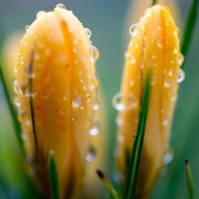 Verregneter Frühling? DAS prophezeit der 100-jährige Kalender