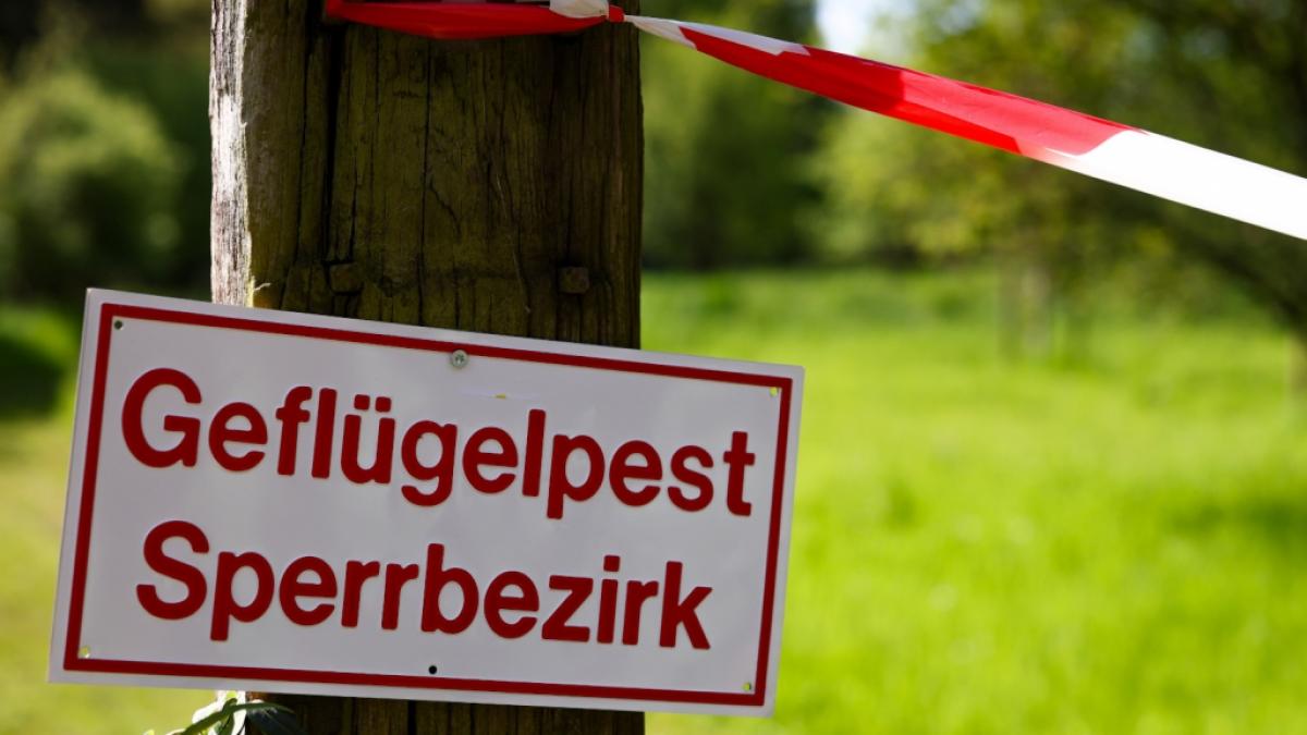 Der j&uuml;ngste Ausbruch der Vogelgrippe, auch als Gefl&uuml;gelpest bekannt, alarmiert Forschende und sch&uuml;rt die Angst vor einer unmittelbar bevorstehenden Pandemie. (Foto)
