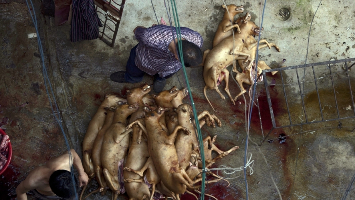 Schockierende Bilder aus China: Auch in diesem Jahr darf das Hundefleisch-Festival in Yulin wieder stattfinden. (Foto)