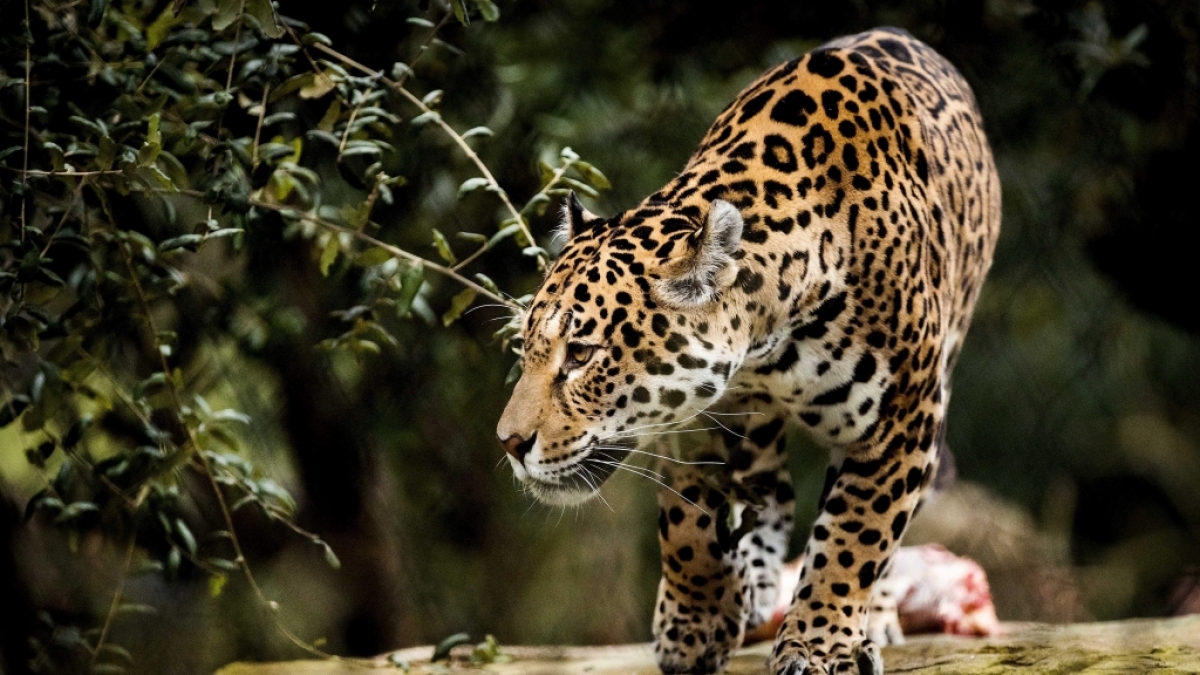 Eine Zoobesucherin wollte ein Selfie mit einem Jaguar und wurde dabei beinahe zerfleischt. (Foto)