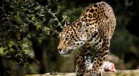 Eine Zoobesucherin wollte ein Selfie mit einem Jaguar und wurde dabei beinahe zerfleischt.