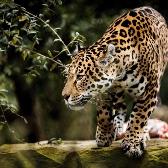 Sie wollte ein Selfie! Jaguar zerfleischt Frau in Zoo