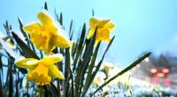 Winterliche Szenen im April: Der Prognose des Deutschen Wetterdienstes zufolge hat die Flockenpracht jedoch bald ein Ende.