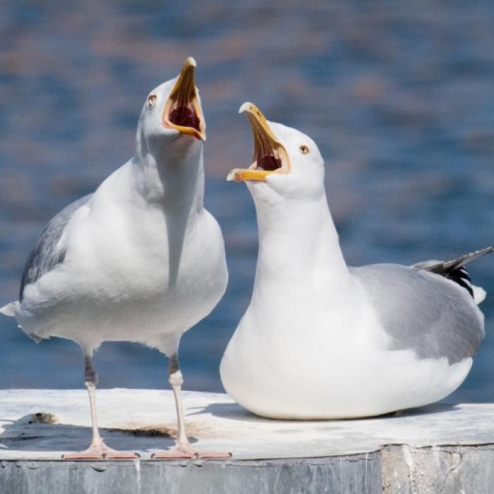 Schock-Videos! Monster-Möwe verschlingt wehrlose Kaninchen