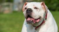Gegen die 76 Kilogramm schwere Bulldogge ihrer Tochter hatte die 72-Jährige keine Chance (Symbolbild).