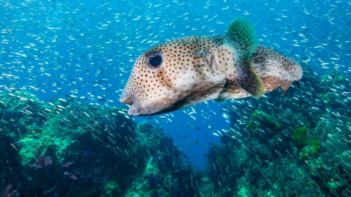 Hunderte tote Kugelfische wurden in S&uuml;dafrika an einen Strand gesp&uuml;lt. (Foto)