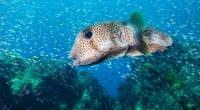 Hunderte tote Kugelfische wurden in Südafrika an einen Strand gespült.