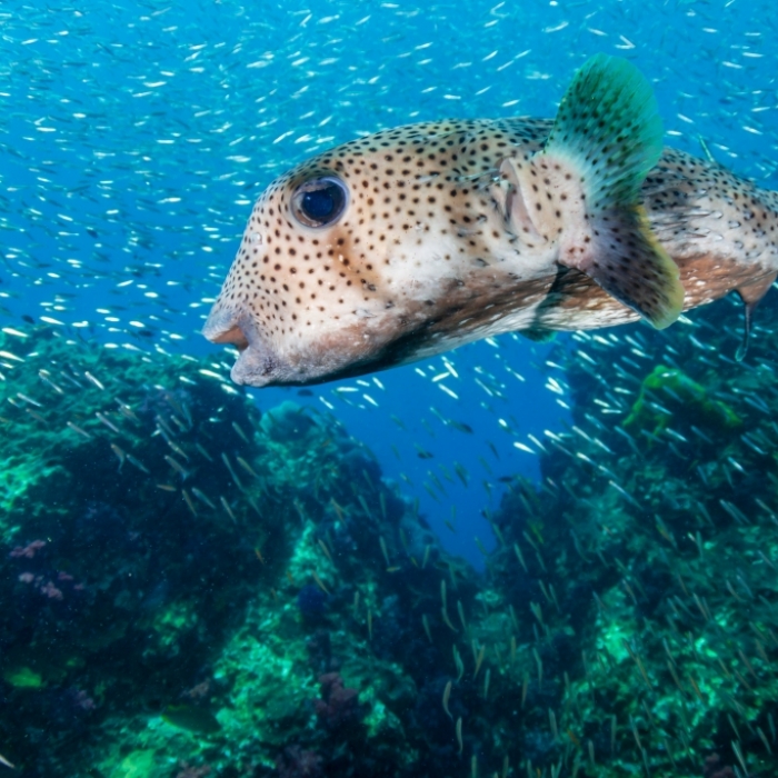 Hunderte Killerfische an Strand gespült! Wissenschaftler stehen vor Rätsel