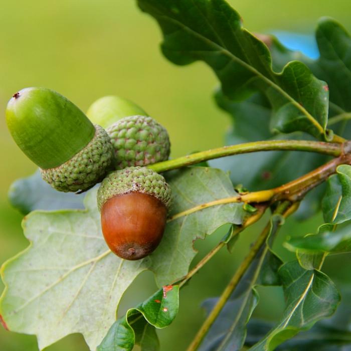 Tee und Kaffee aus Wildpflanzen selber machen