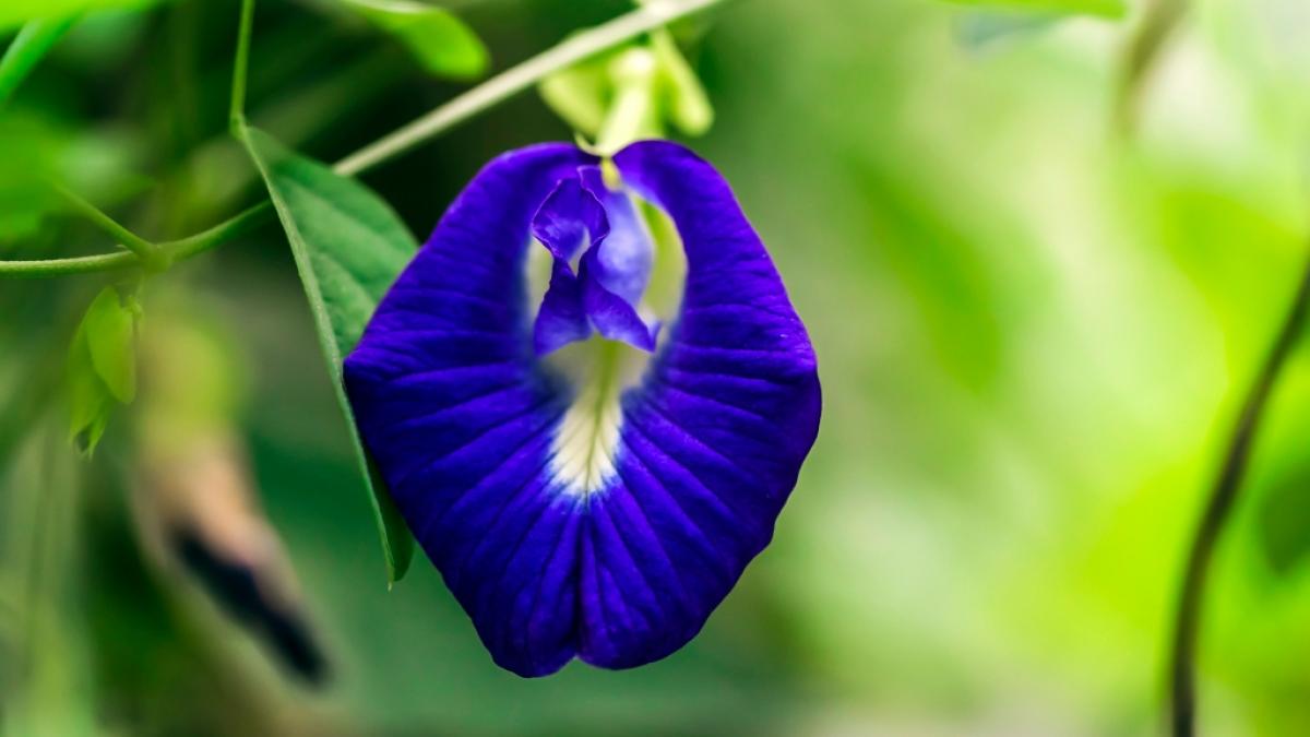 Die Blaue Klitorie (Clitoria ternatea) sieht aus wie eine kletternde Vulva.  (Foto)