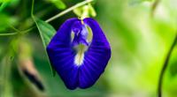 Die Blaue Klitorie (Clitoria ternatea) sieht aus wie eine kletternde Vulva. 