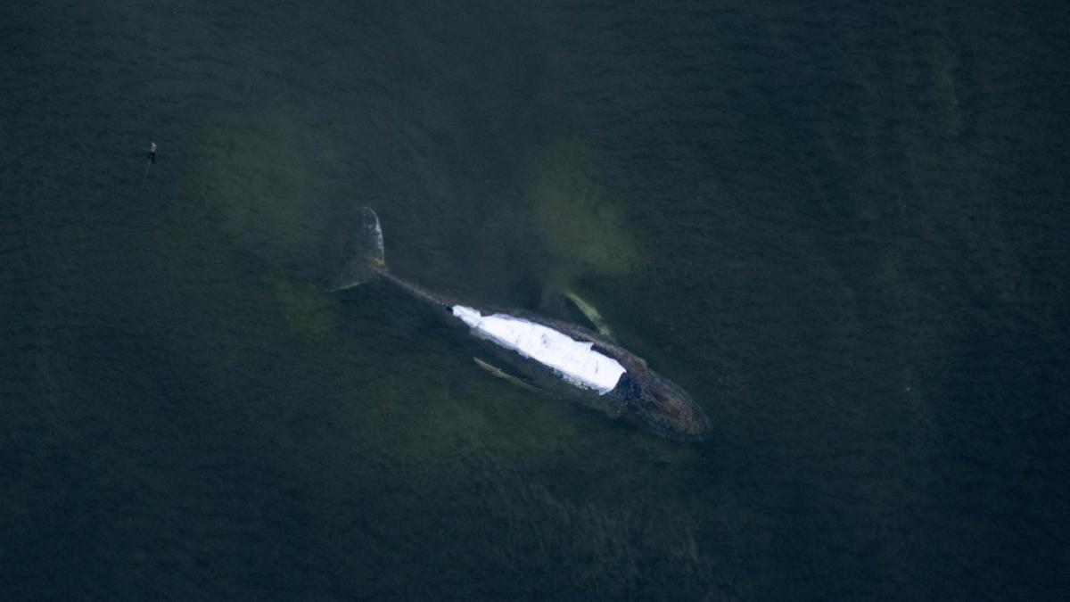 Der gestrandete Buckelwal Timmy vor der Insel Poel. Der R&uuml;cken wurde mit T&uuml;chern abgedeckt. (Foto)