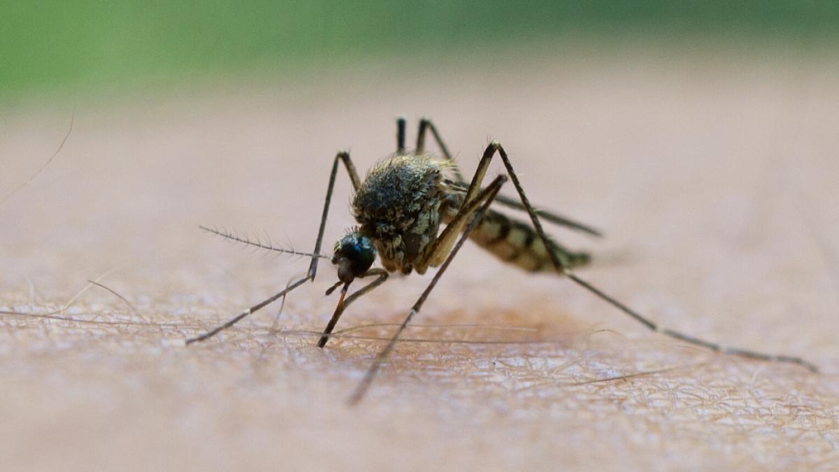 Das sogenannte Sindbis-Virus wird durch Stechm&uuml;cken &uuml;bertragen. Nun ist ein erster Fall in Deutschland bei einem 60-j&auml;hrigen Mann gemeldet worden. (Foto)
