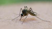 Das sogenannte Sindbis-Virus wird durch Stechmücken übertragen. Nun ist ein erster Fall in Deutschland bei einem 60-jährigen Mann gemeldet worden.