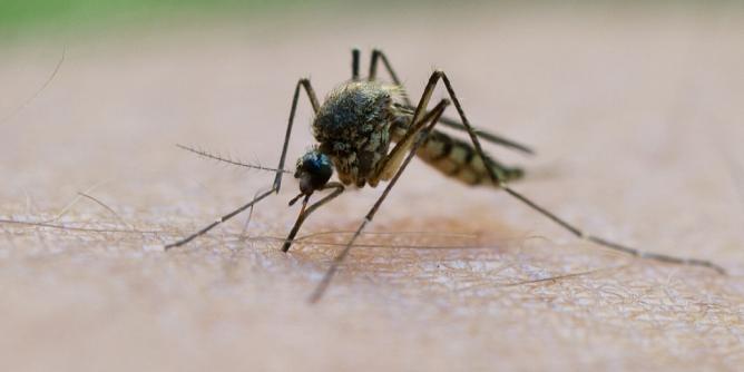 Sindbis-Virus von Tropenmücke übertragen