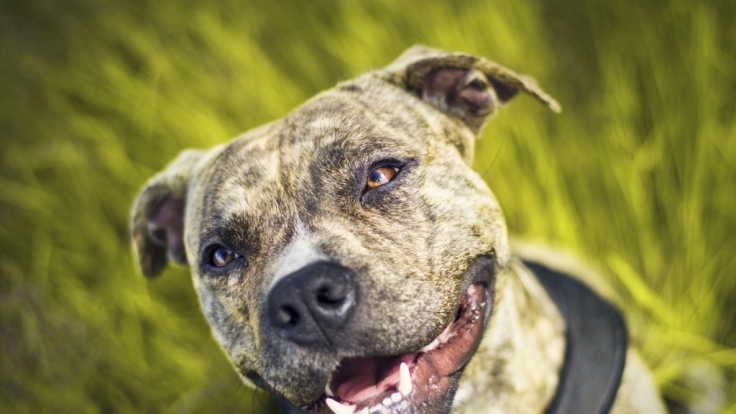 Ein Pitbull hat einen kleinen Jungen totgebissen. (Symbolbild)