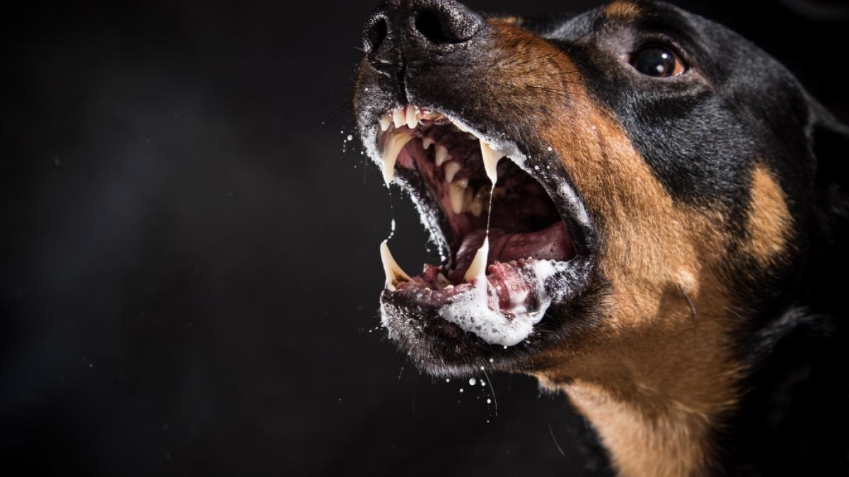 Ein &auml;lterer Mann aus Texas wollte seinen Zwergpudel vor aggressiven Nachbarshunden besch&uuml;tzen - und bezahlte diesen Versuch mit dem Leben (Symbolfoto). (Foto)