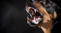 Ein älterer Mann aus Texas wollte seinen Zwergpudel vor aggressiven Nachbarshunden beschützen - und bezahlte diesen Versuch mit dem Leben (Symbolfoto).