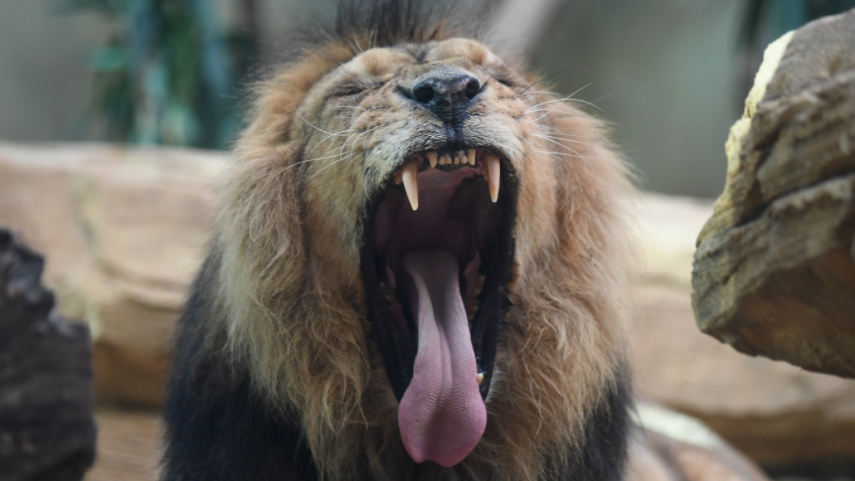In einem indischen Zoo st&uuml;rzten sich zwei L&ouml;wen auf einen Zoobesucher und zerfleischten ihn (Symbolfoto). (Foto)