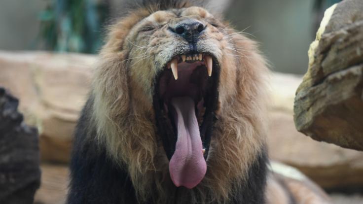 In einem indischen Zoo stürzten sich zwei Löwen auf einen Zoobesucher und zerfleischten ihn (Symbolfoto).