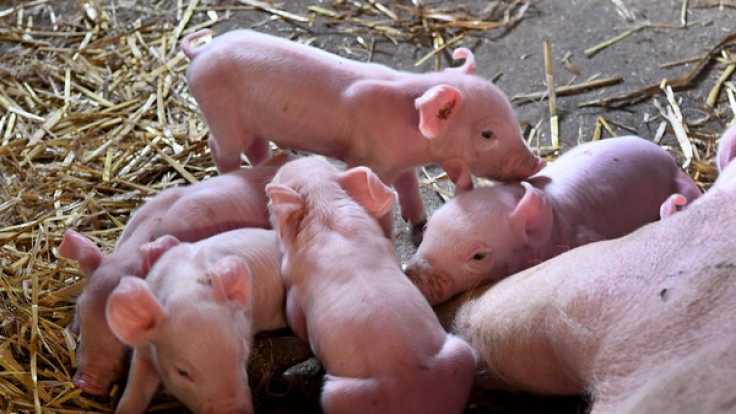 Artgerechte Schweinehaltung in Sachsen.