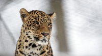Ein Leopard soll in Indien einen dreijährigen Jungen verschleppt, geköpft und gefressen haben (Symbolbild).