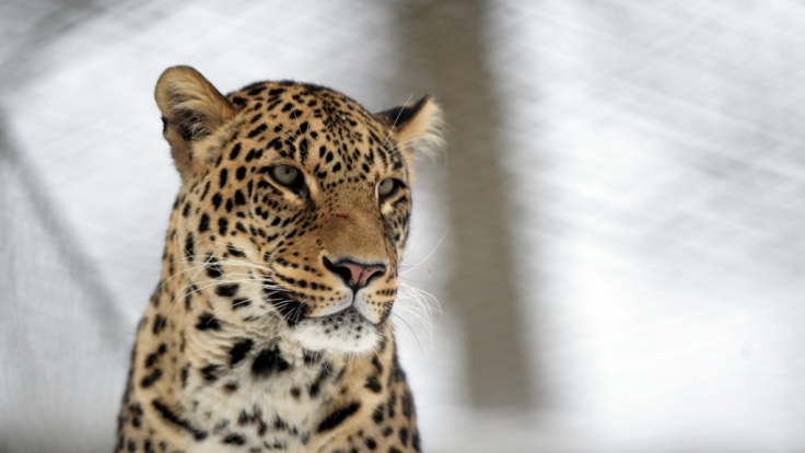 Ein Leopard soll in Indien einen dreijährigen Jungen verschleppt, geköpft und gefressen haben (Symbolbild).