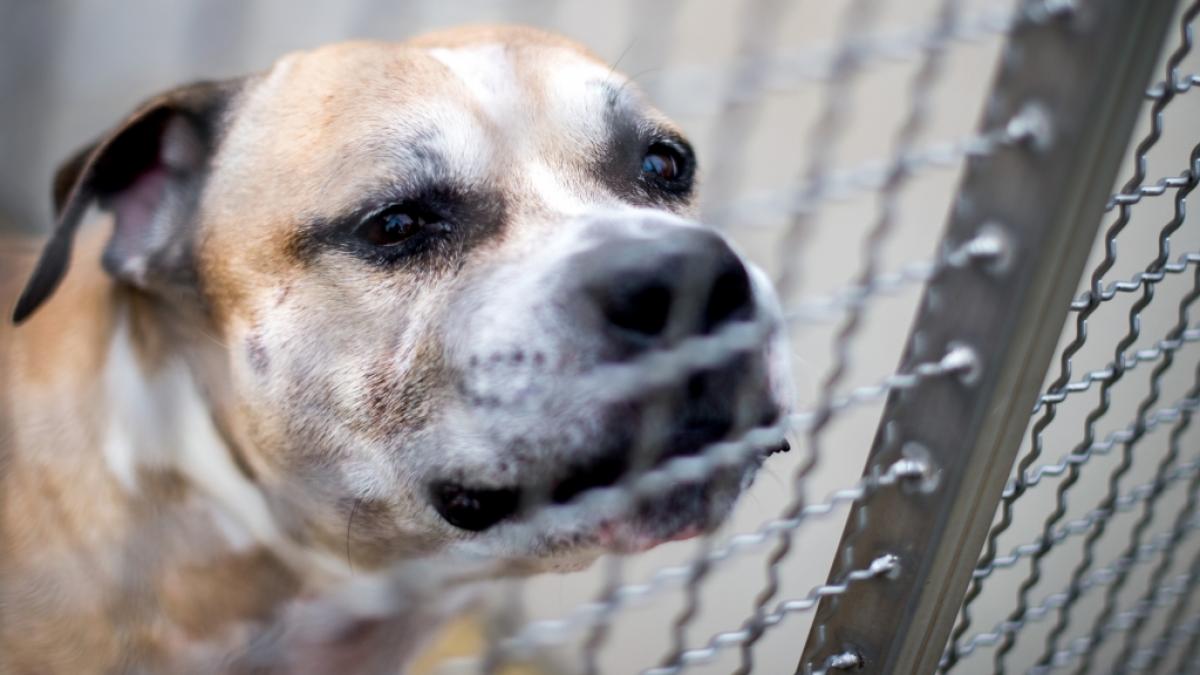 Der Staffordshire-Terrier-Mischling soll nach dem Tod seiner Besitzerin eingeschl&auml;fert werden. (Foto)
