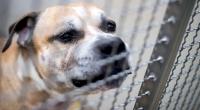 Der Staffordshire-Terrier-Mischling soll nach dem Tod seiner Besitzerin eingeschläfert werden.
