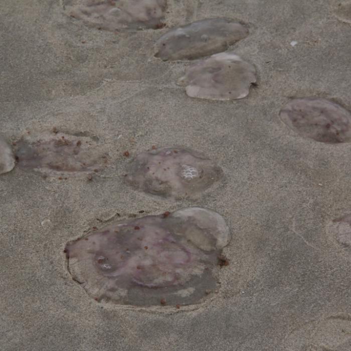 Ekel-Alarm am Strand! So gefährlich sind die Ohrenquallen
