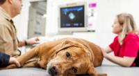 In den USA vergewaltigte ein Perverser einen schwangeren Hund.