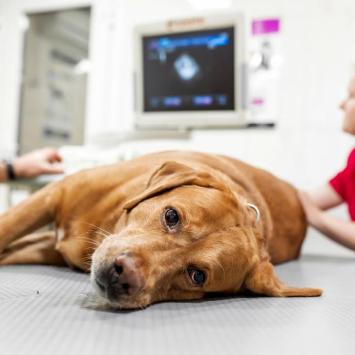 Perverser (19) vergewaltigt schwangeren Hund