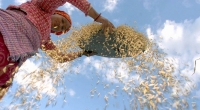 Die Landwirtschaft im Himalaya ist harte Arbeit - da brauchen Frauen häufig mehrere Männer.