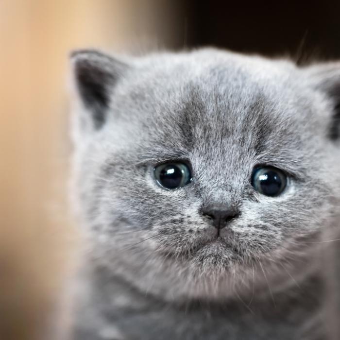 Horror-Tat! Katze in Mikrowelle gesteckt und gefilmt
