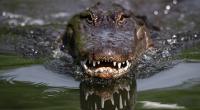 Ein Krokodil hat bei Angriff in Australien einen Fischer getötet.