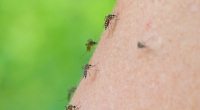 Die asiatische Tigermücke ist Überträger des Virus. Immer mehr Menschen erkranken durch Stiche.