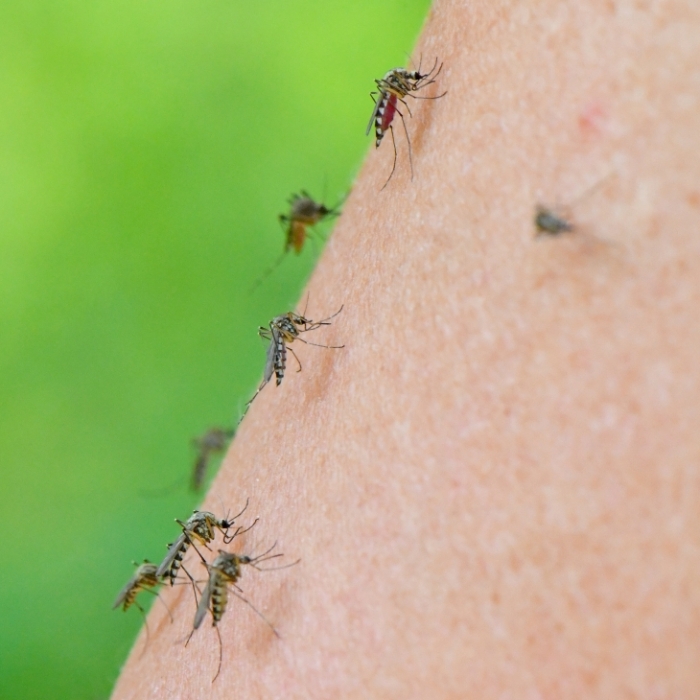 19 Tote durch Tropen-Virus - ECDC warnt vor 