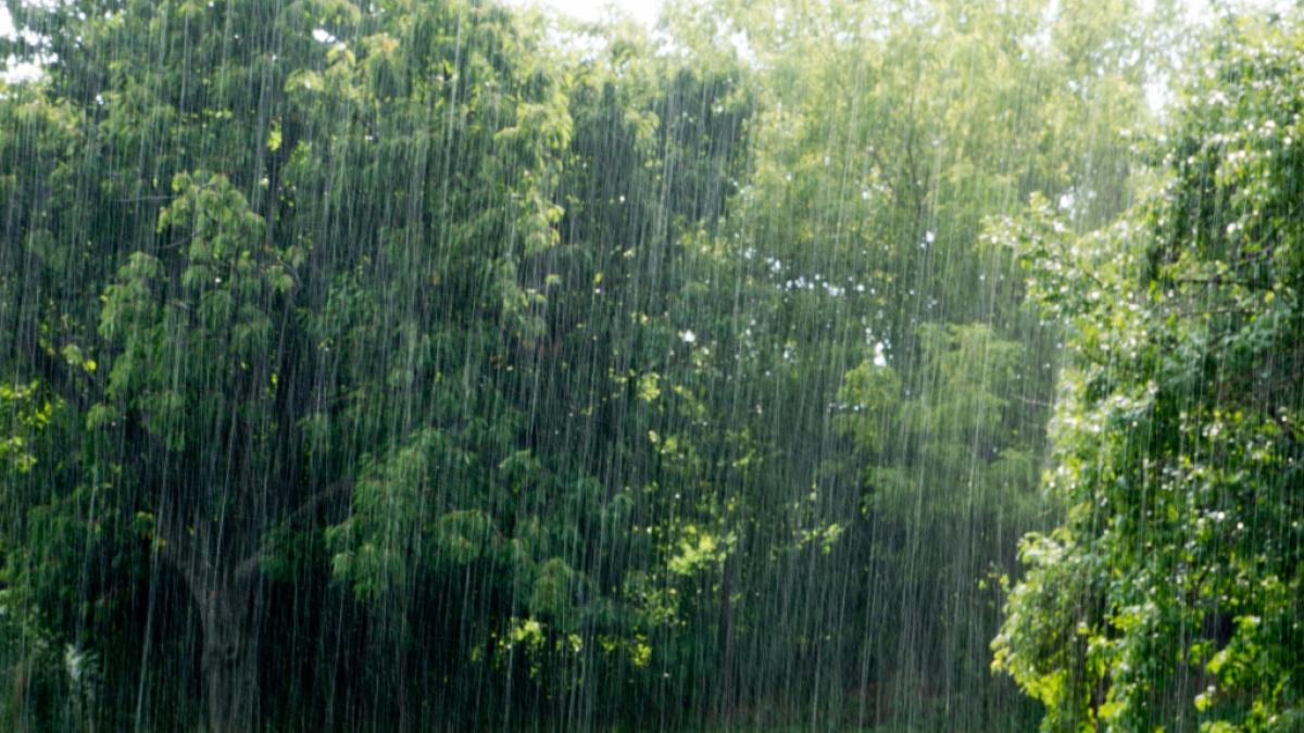 Steht uns ein "tropischer Sommer" mit warmen Temperaturen und jede Menge Regen bevor? (Foto)