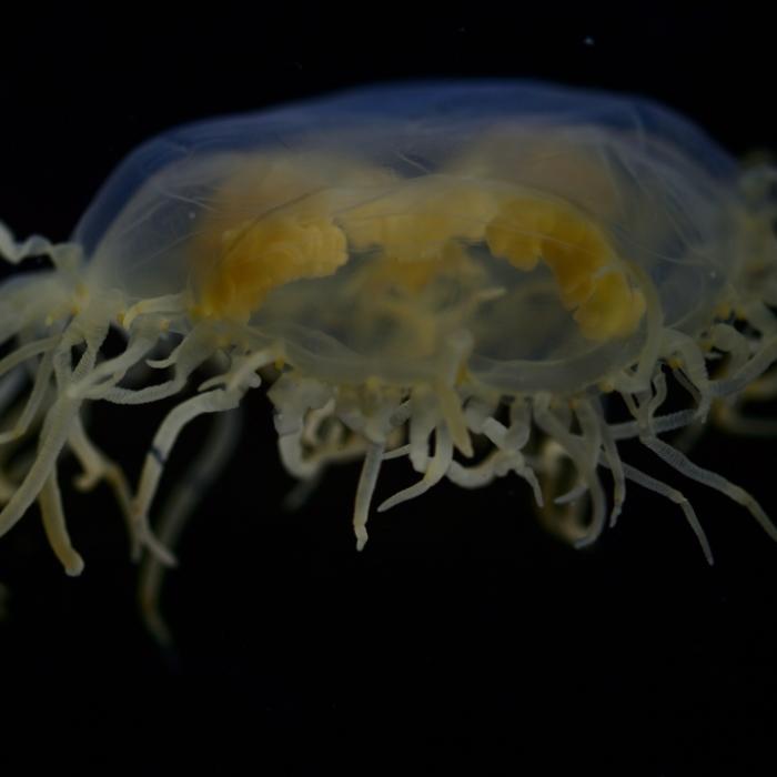 Hochgiftige Mini-Quallen breiten sich in Ostsee aus - das müssen Badegäste wissen