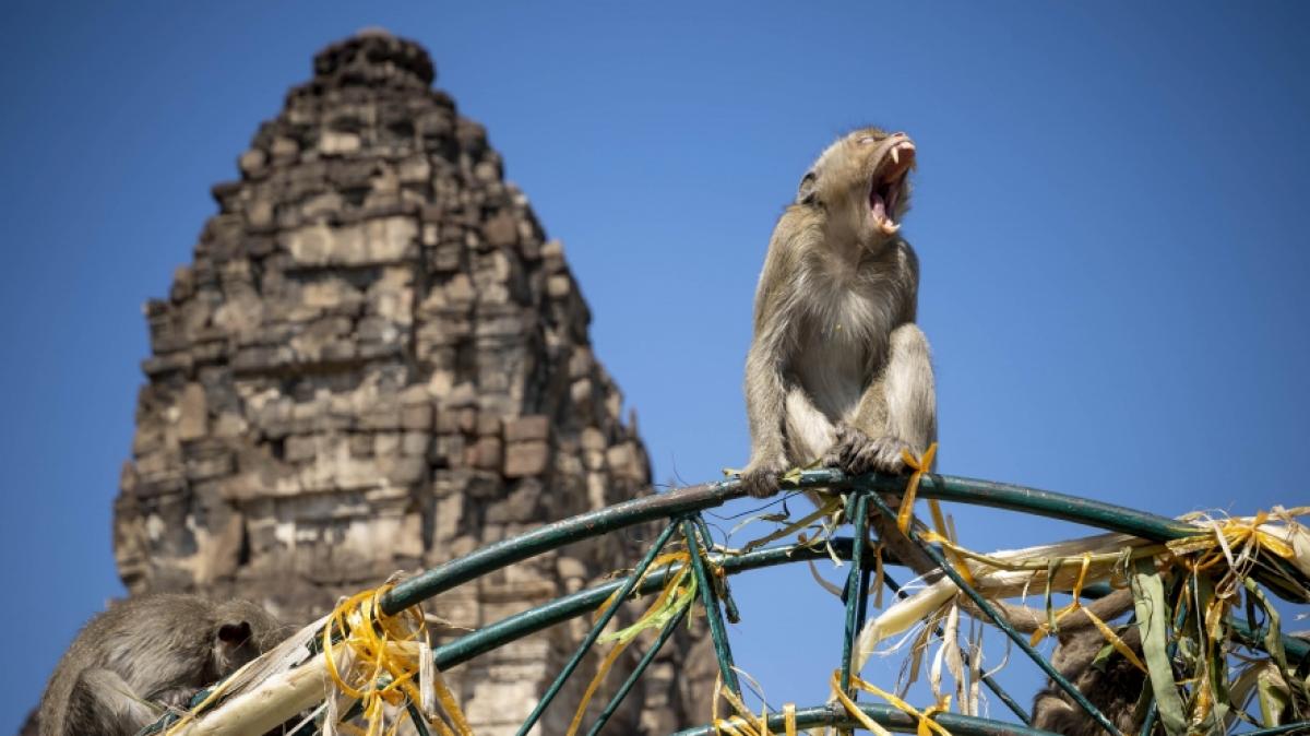 Die Stadt Lopburi in Thailand ist ber&uuml;hmt f&uuml;r ihre ausgedehnte Makakenpopulation. (Foto)
