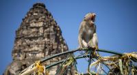 Die Stadt Lopburi in Thailand ist berühmt für ihre ausgedehnte Makakenpopulation.