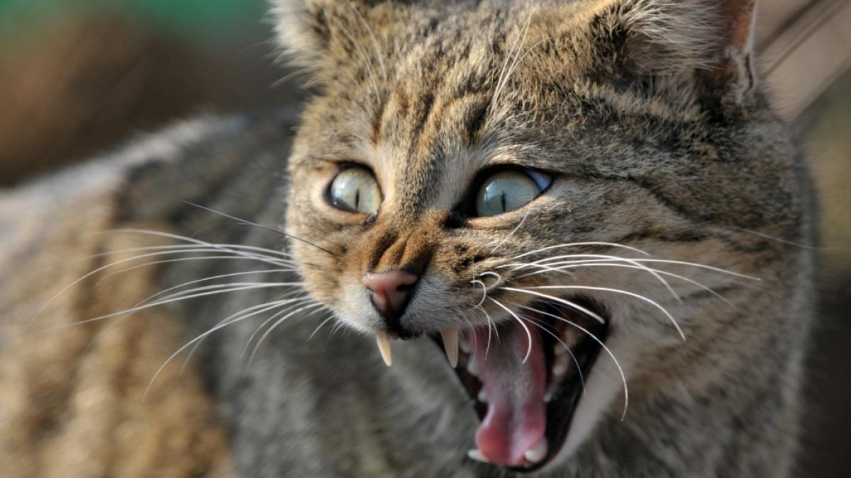 In der australischen Simpson-W&uuml;ste hat eine Wildkatze den Kadaver eines K&auml;ngurus verspeist. (Symbolbild) (Foto)