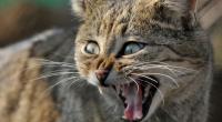 In der australischen Simpson-Wüste hat eine Wildkatze den Kadaver eines Kängurus verspeist. (Symbolbild)