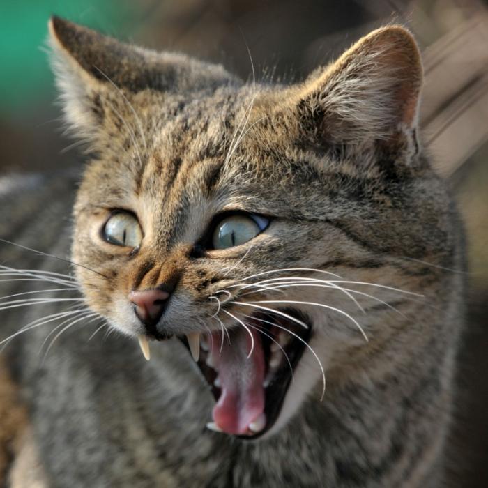 Katze frisst 30-Kilo-Känguru in Australien
