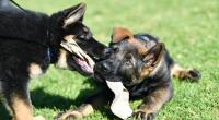 Ein Schäferhund hat einen Teenager zerfleischt.